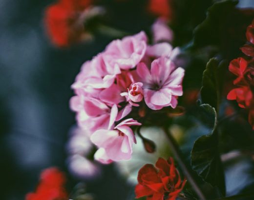 image of pink and red geraniums