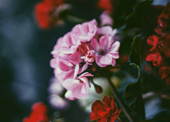 image of pink and red geraniums