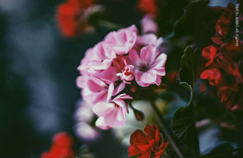 image of pink and red geraniums