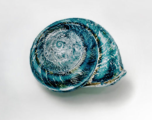 blue shell on white background