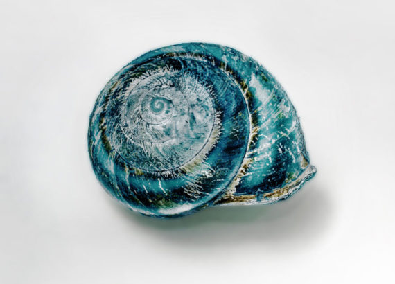 blue shell on white background