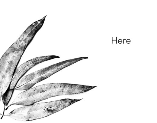 black and white eucalyptus leaves