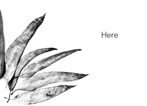 black and white eucalyptus leaves