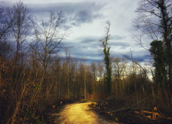 mud path in Hardwald park