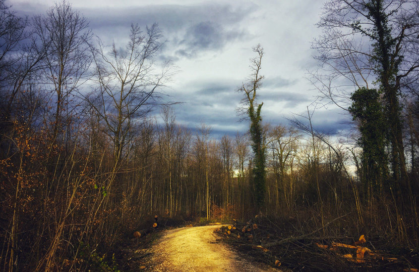 mud path in Hardwald park