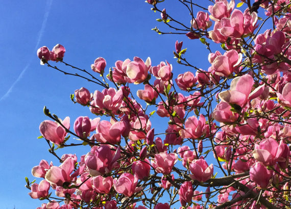 pink magnolias against a blue sky