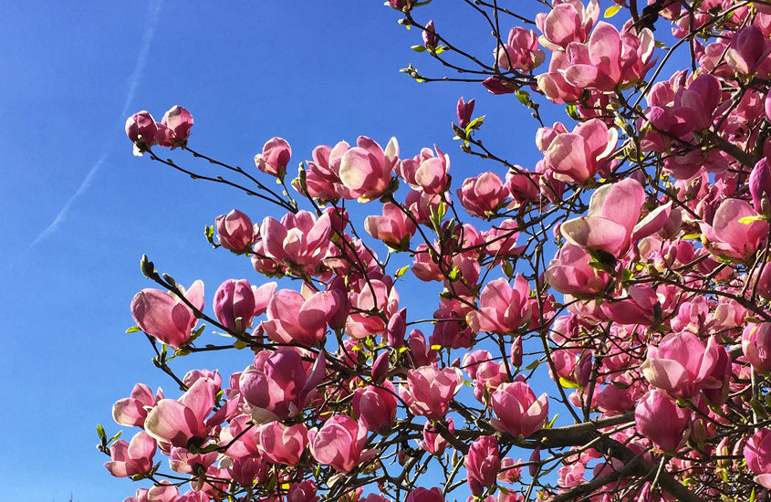 pink magnolias against a blue sky