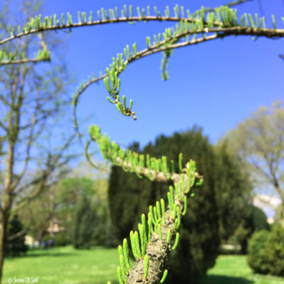 pine tree needles sprouting in spring