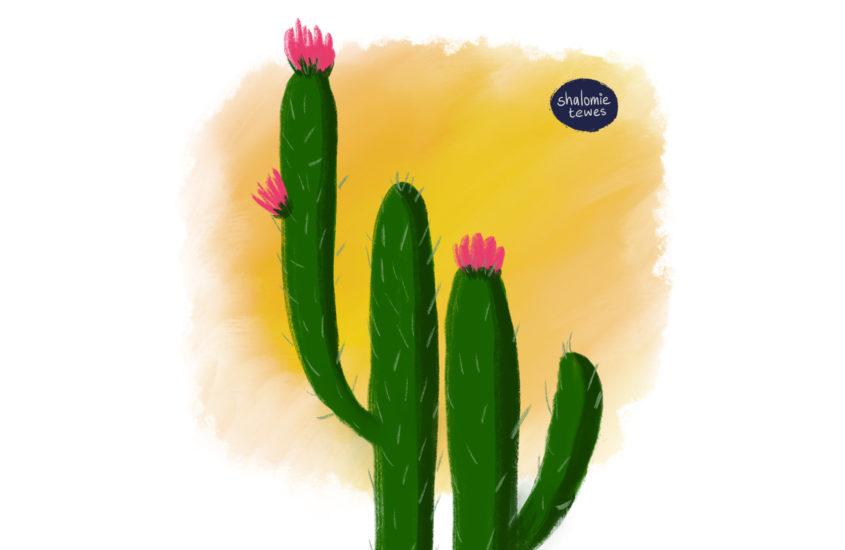 flowering cactus against an orange sky with writing