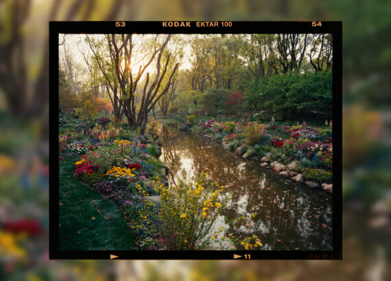 a serene stream with flower filled banks on both sides, misty horizon and trees
