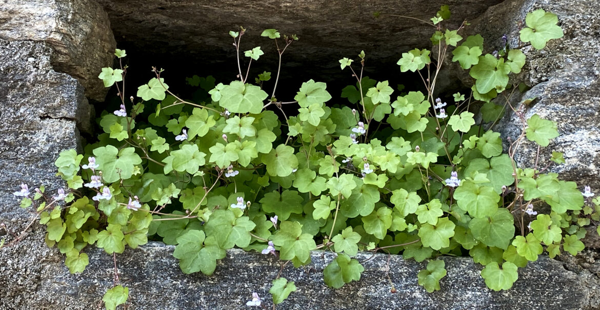 Plants growing towards the light as a symbol of stepping out of hiding.