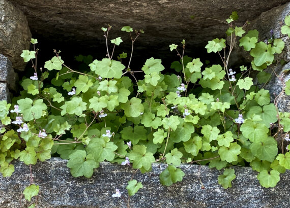 Plants growing towards the light as a symbol of stepping out of hiding.
