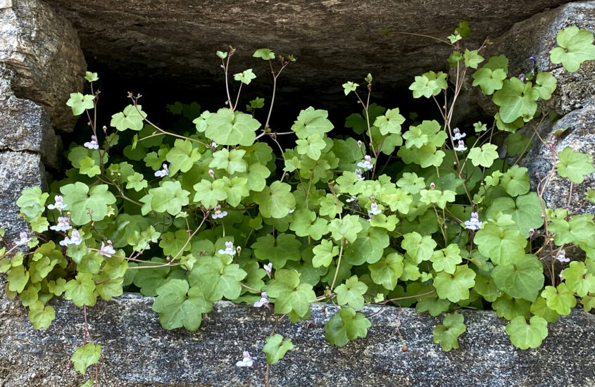 Plants growing towards the light as a symbol of stepping out of hiding.